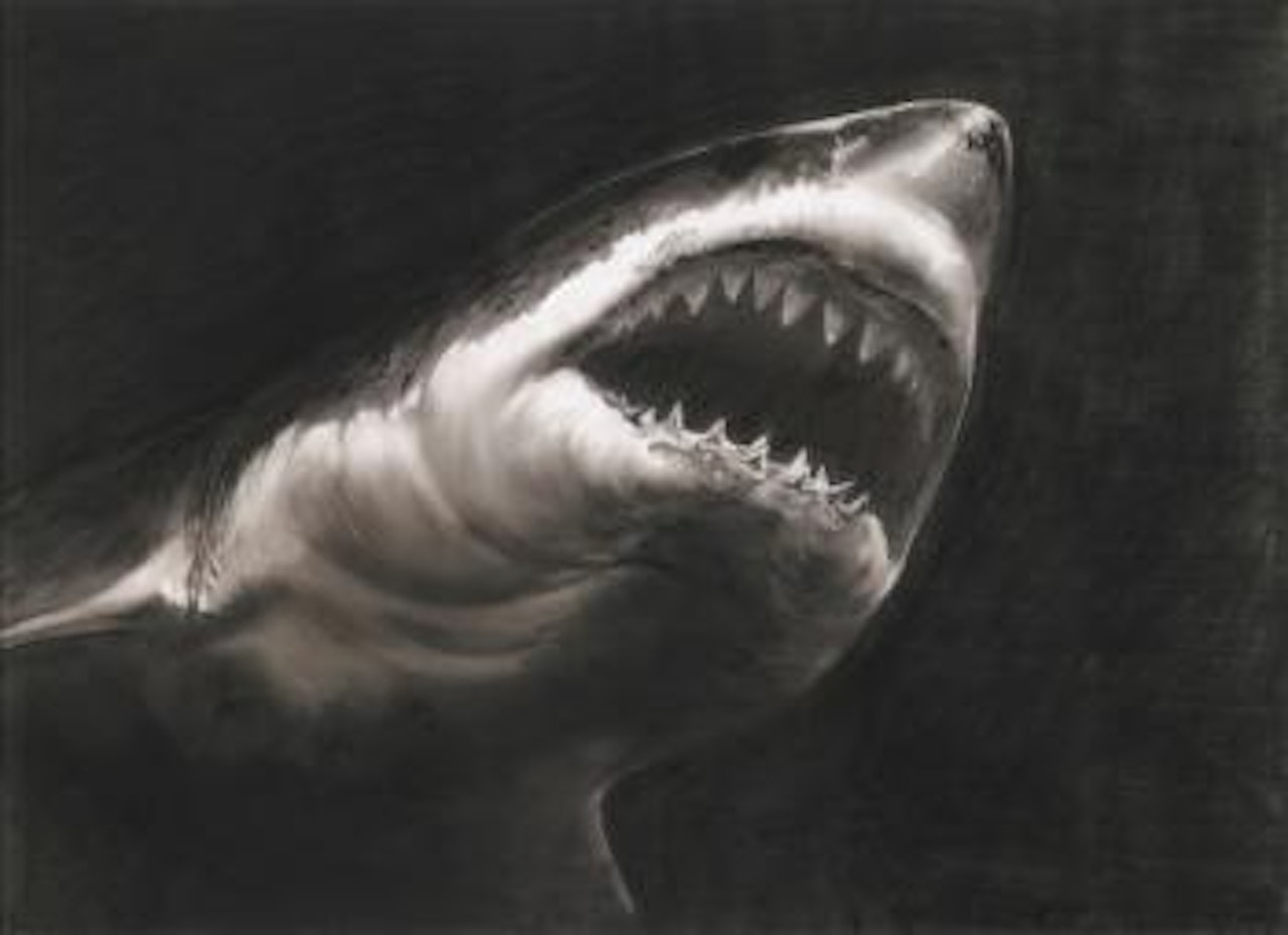Study For Shark by Robert Longo