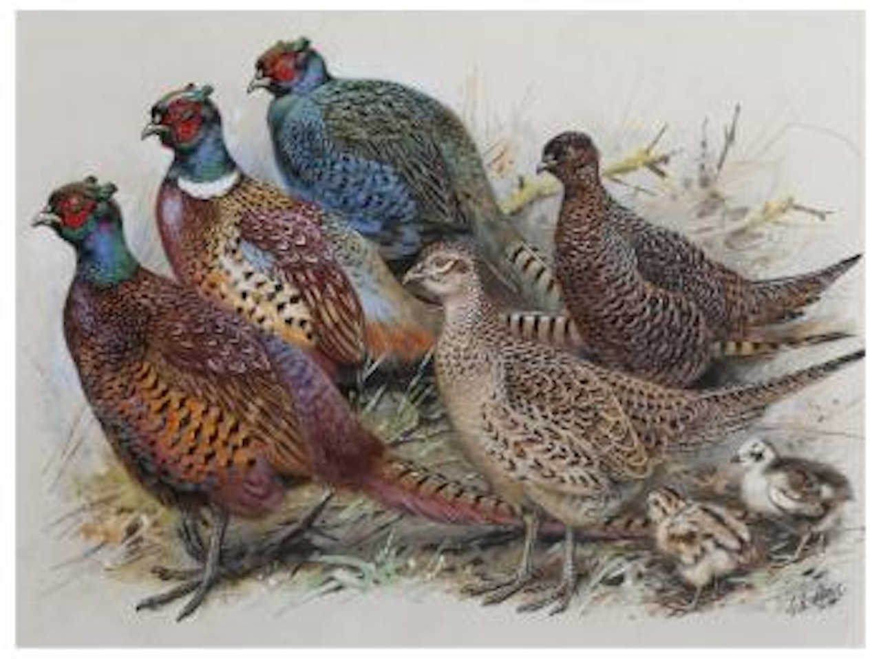 Pheasants by George Edward Lodge
