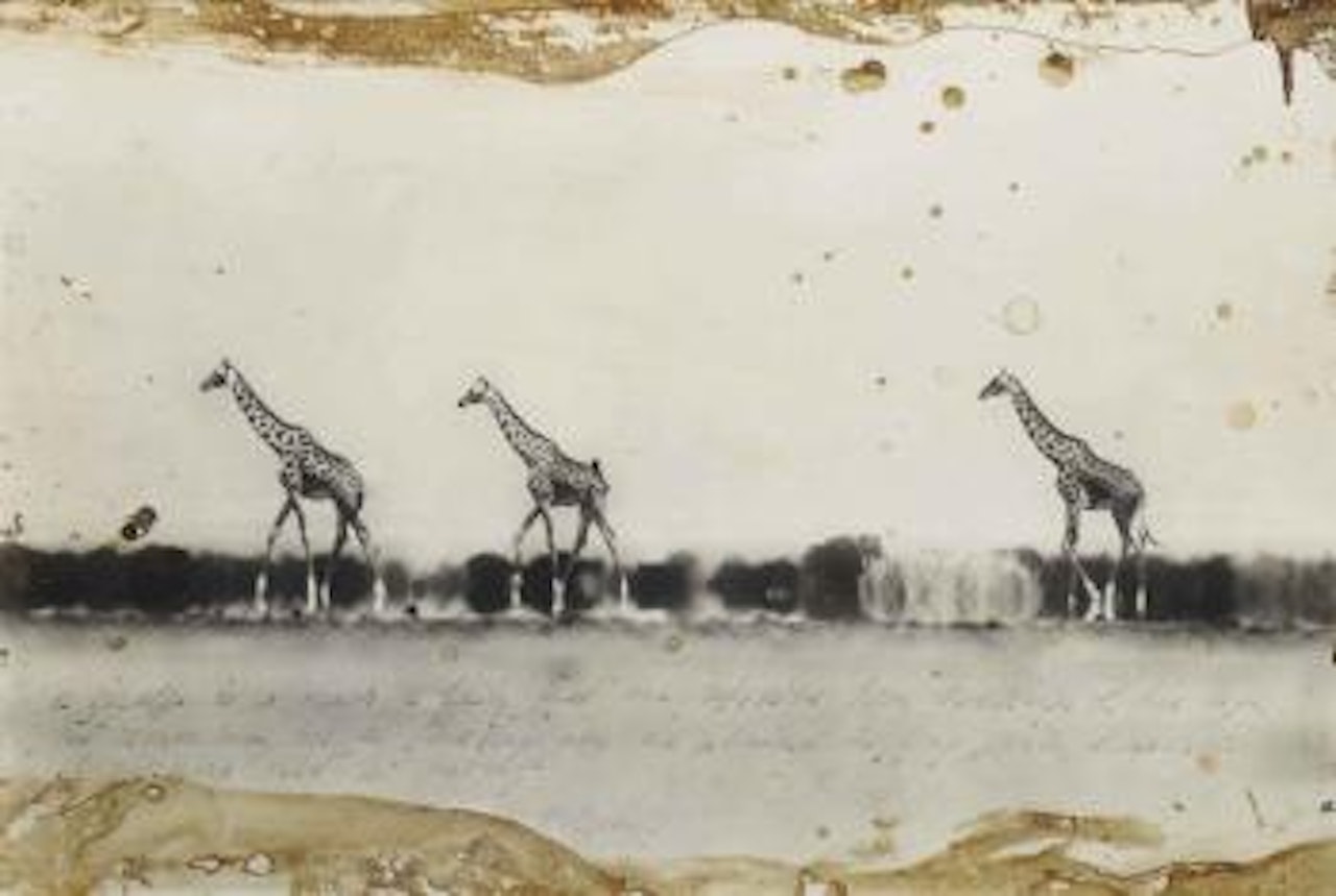 Giraffes in Mirage on the Taru desert, Kenya by Peter Beard