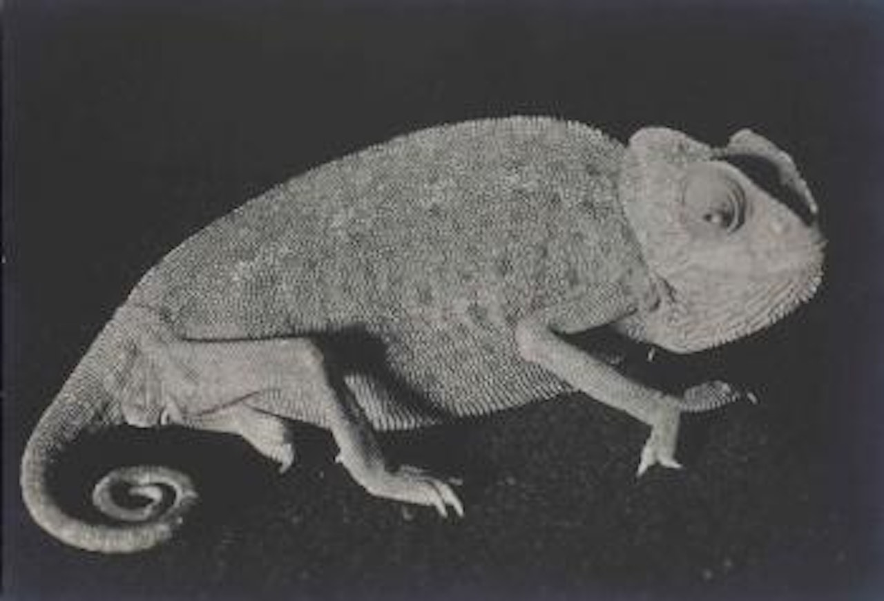 Lézard by Man Ray
