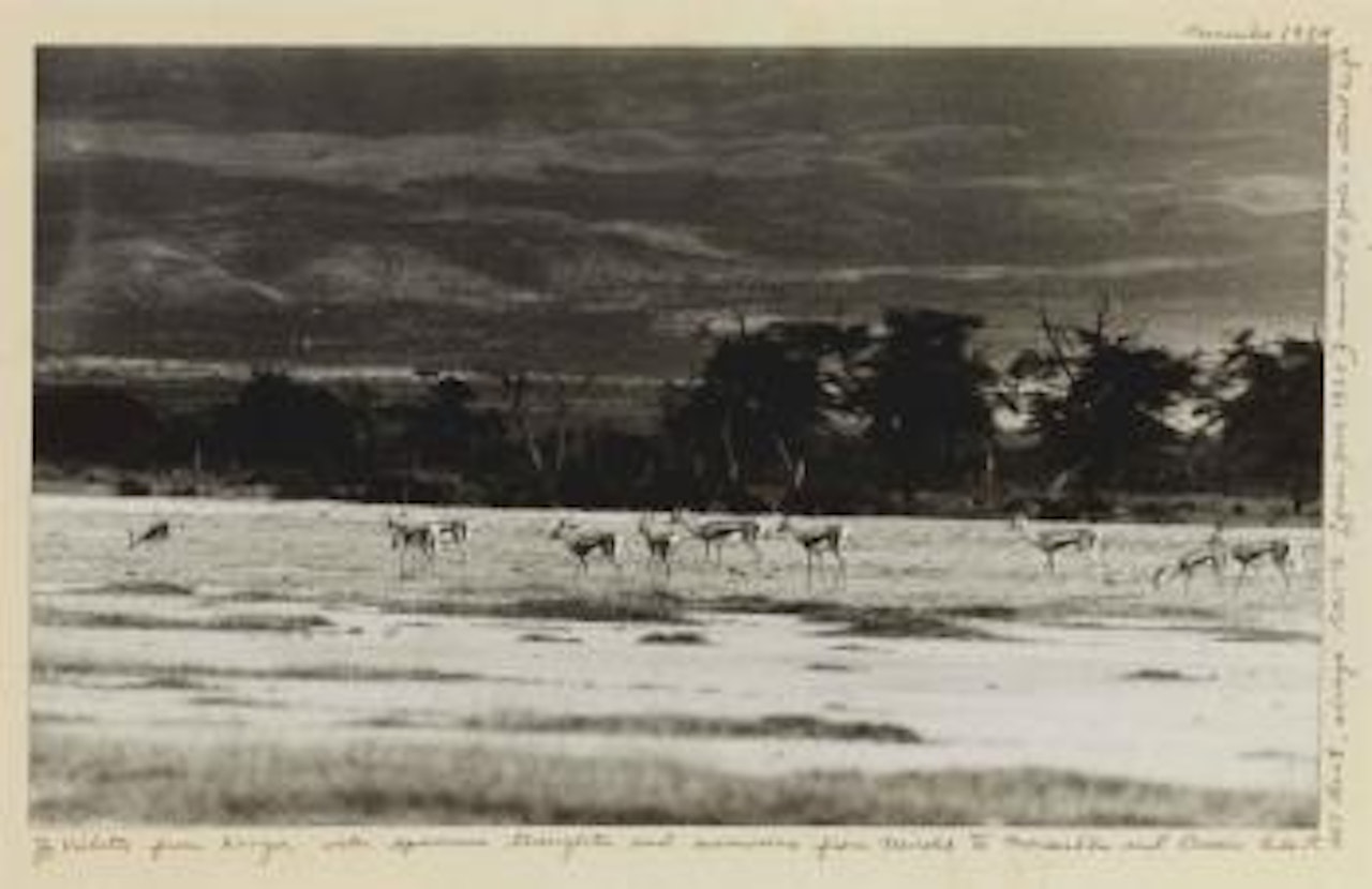 From Guinea by Peter Beard