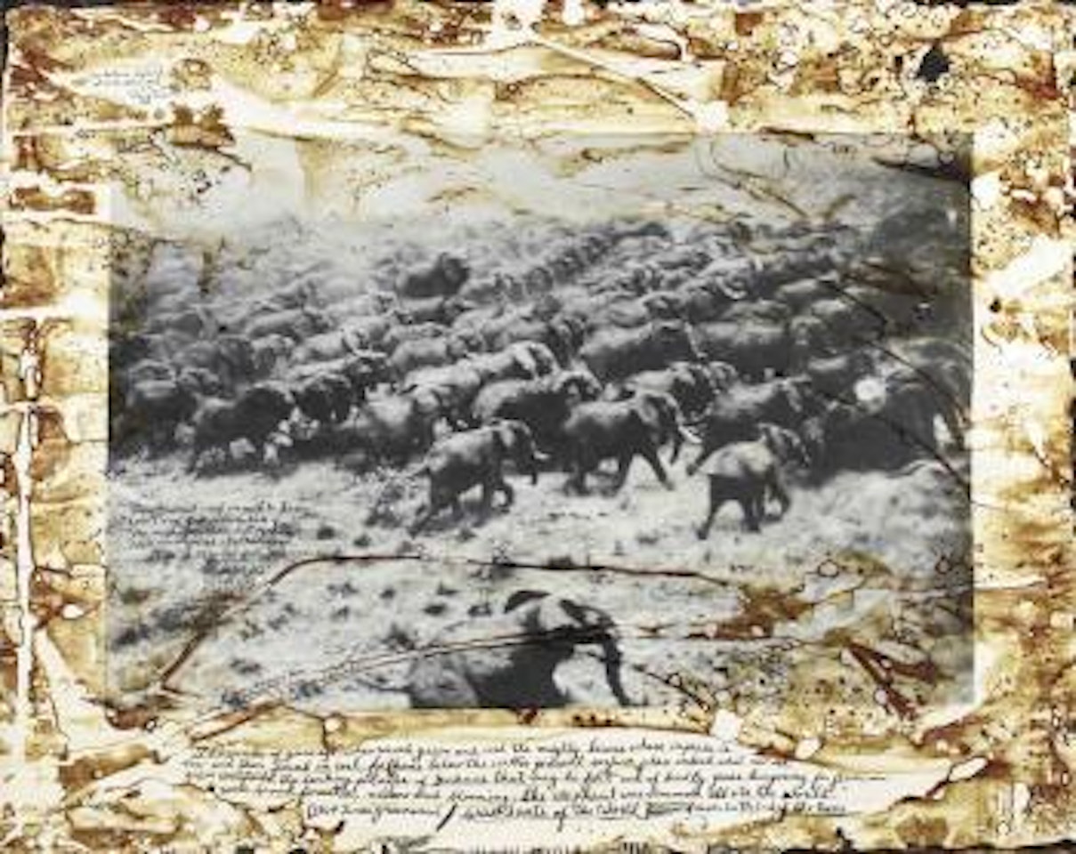 Elephants hired, Tsavo by Peter Beard