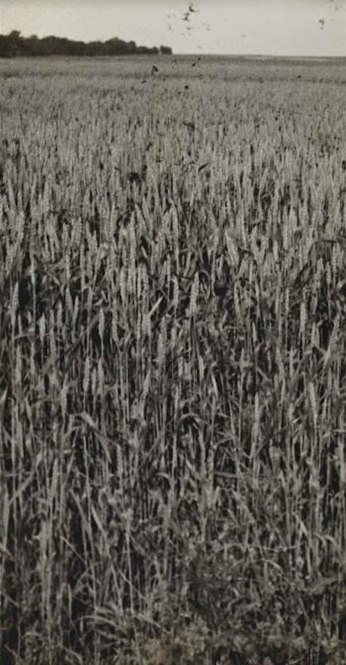 Sans titre by Man Ray