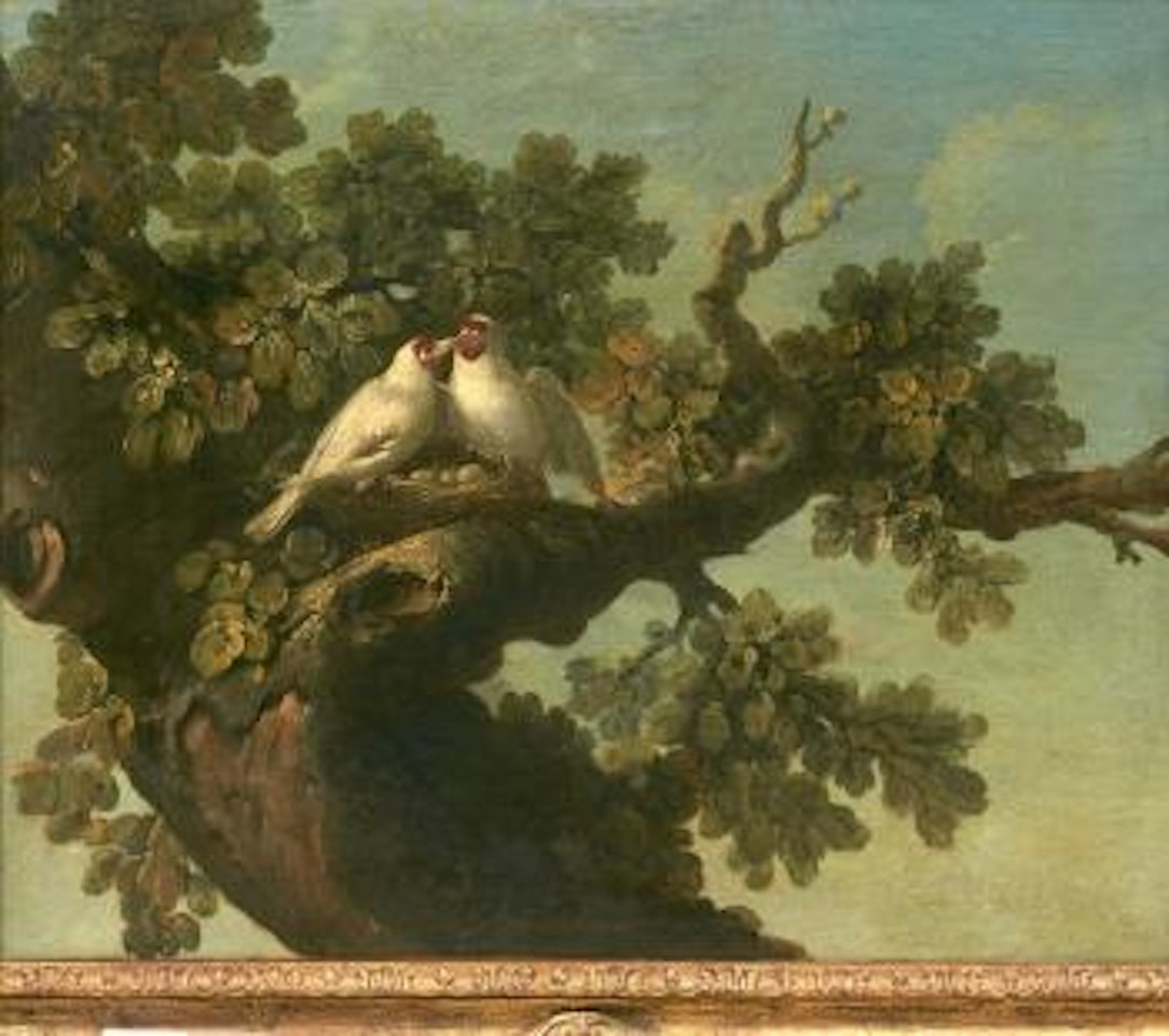 Deux chardonnerets blancs. Deux couples de passerins d'Amérique et un amandina dans son nid by Jean Jacques Bachelier