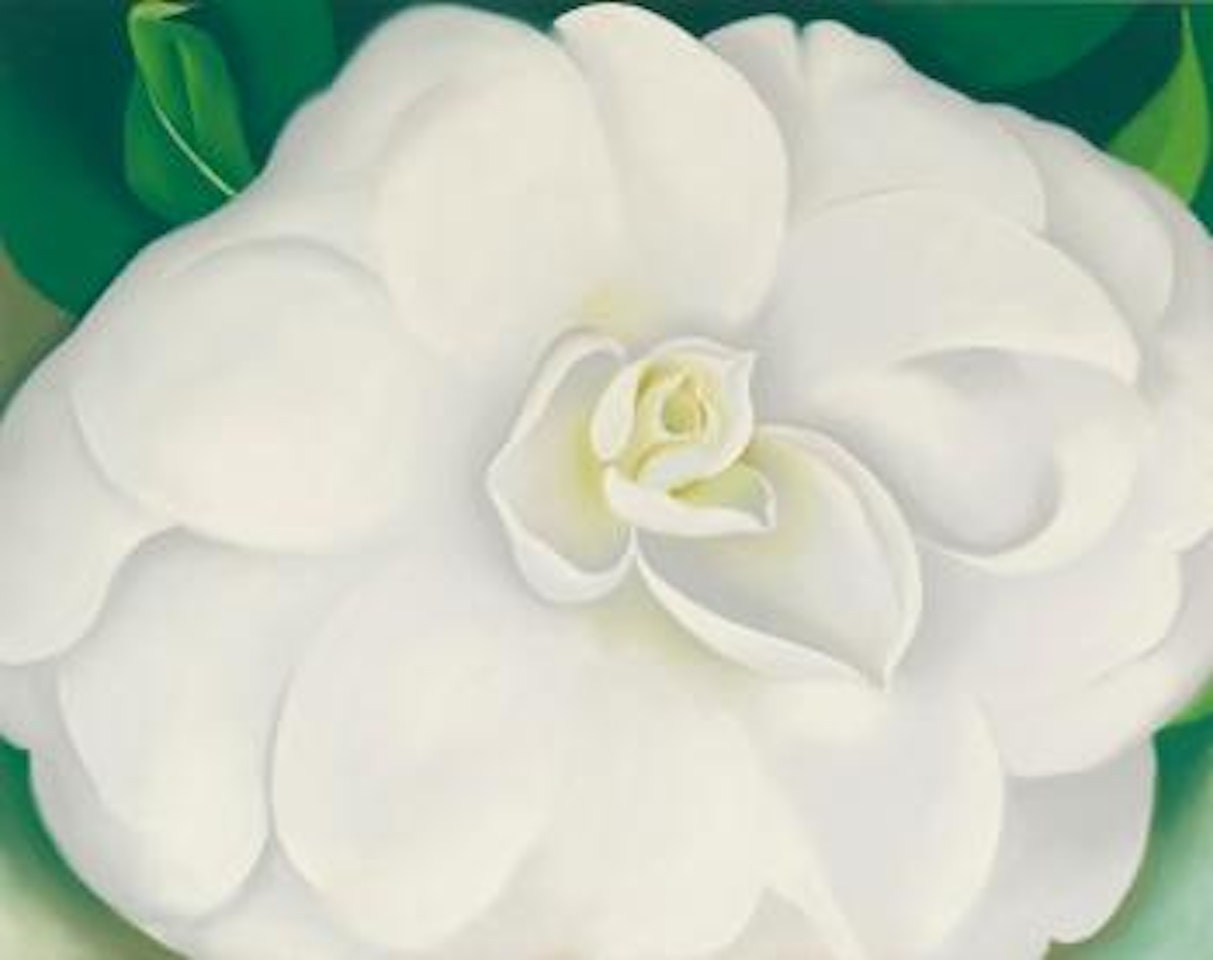 A White Camellia by Georgia O'Keeffe