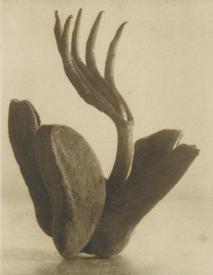 Flor De Manita by Tina Modotti