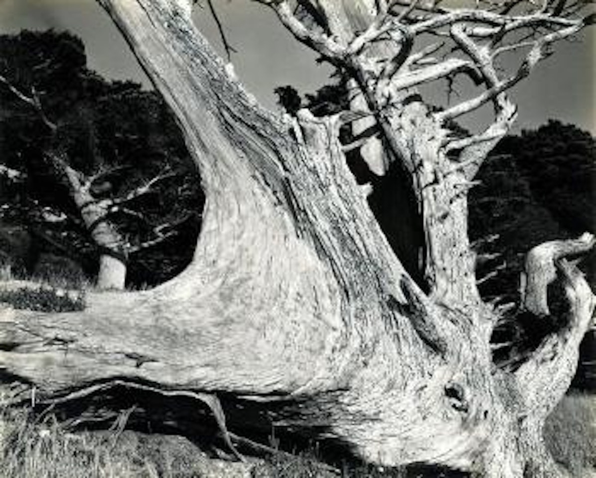 Tree Trunk by Edward Weston