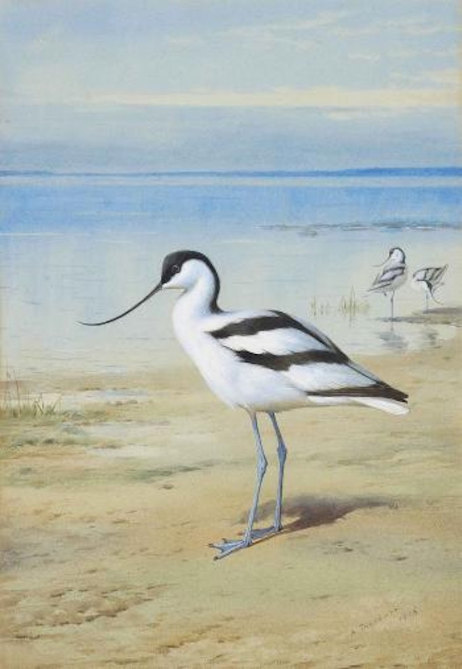 Avocet by Archibald Thorburn