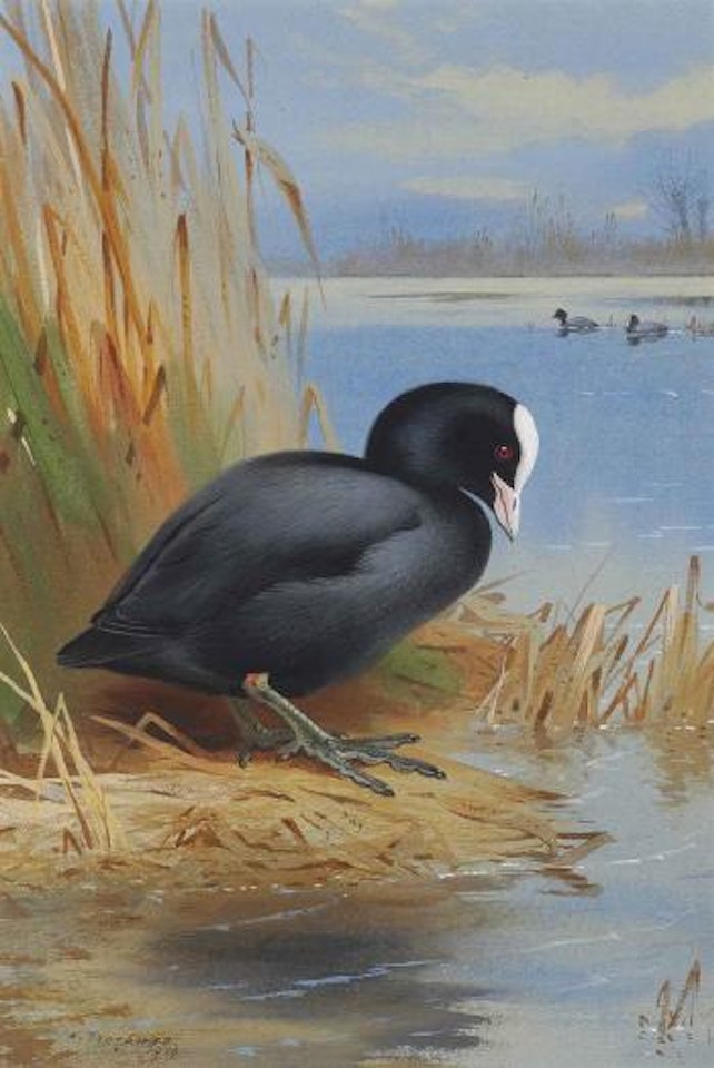 Coot by Archibald Thorburn