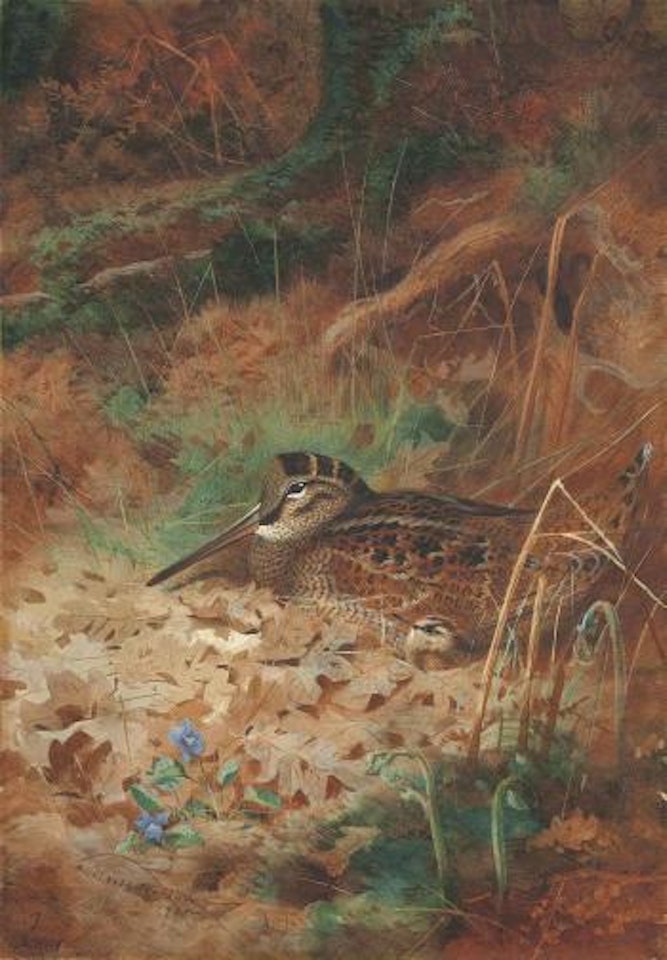 A woodcock and chick in undergrowth by Archibald Thorburn