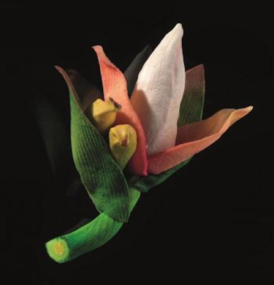 Fiore di banano by Piero Gilardi