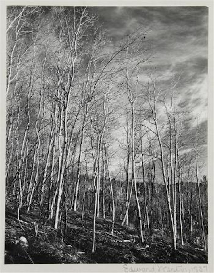 Aspens, New Mexico by Edward Weston