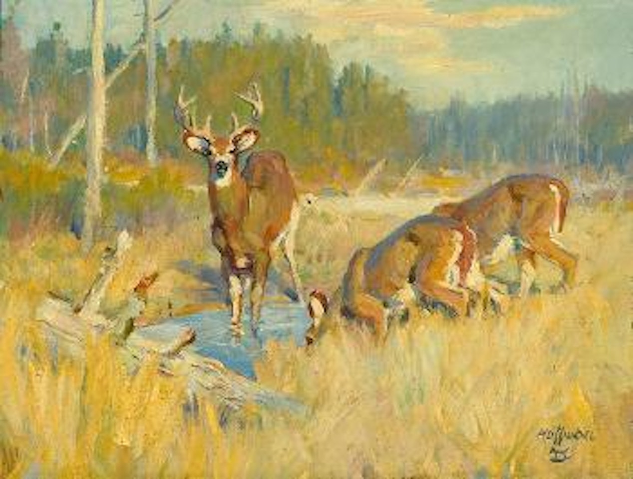Deer in Field by Frank B. Hoffman