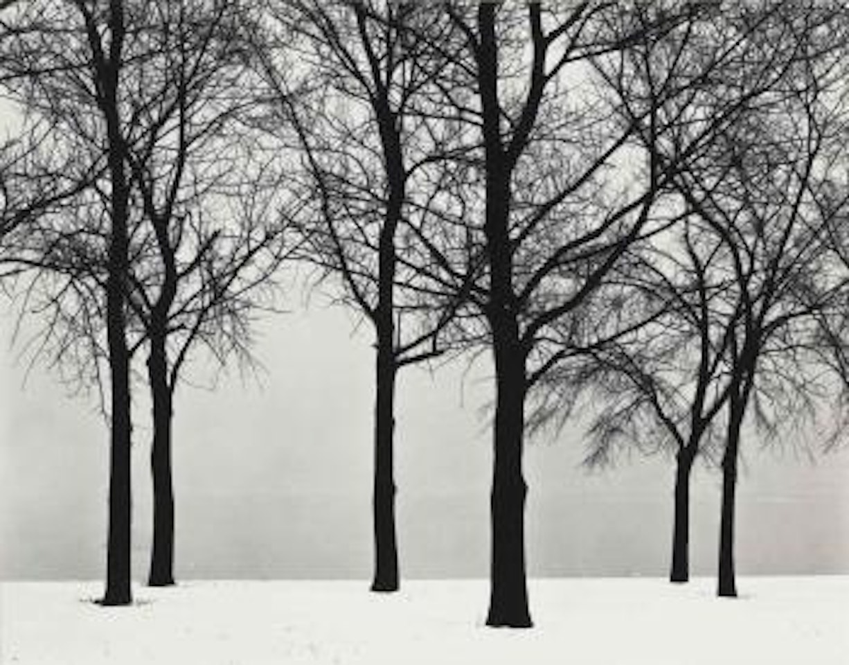 Chicago (Trees at Lake Shore) by Harry Callahan