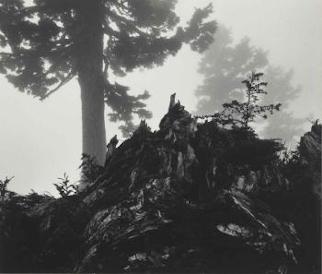 Tree, Stump and Mist, Northern Cascades National Park, Washington by Ansel Adams