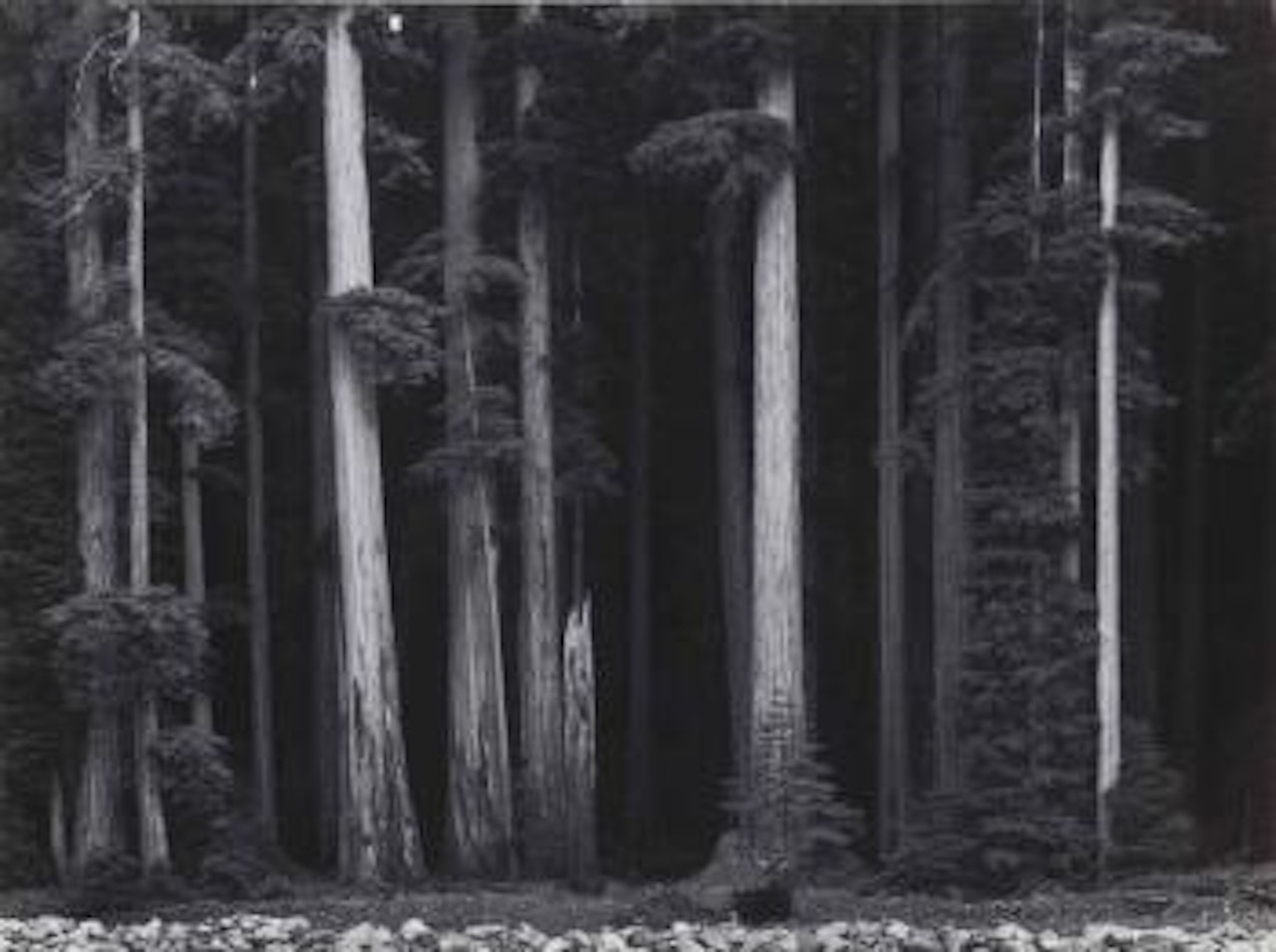 Redwoods, Bull Creek Flat, California by Ansel Adams
