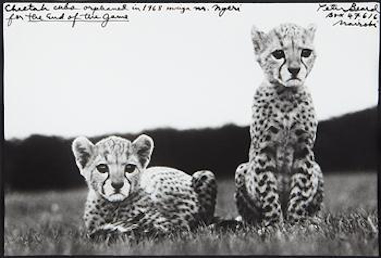 Cheetah cubs orphaned at Mweiga nr. Nyeri for The End of the Game by Peter Beard