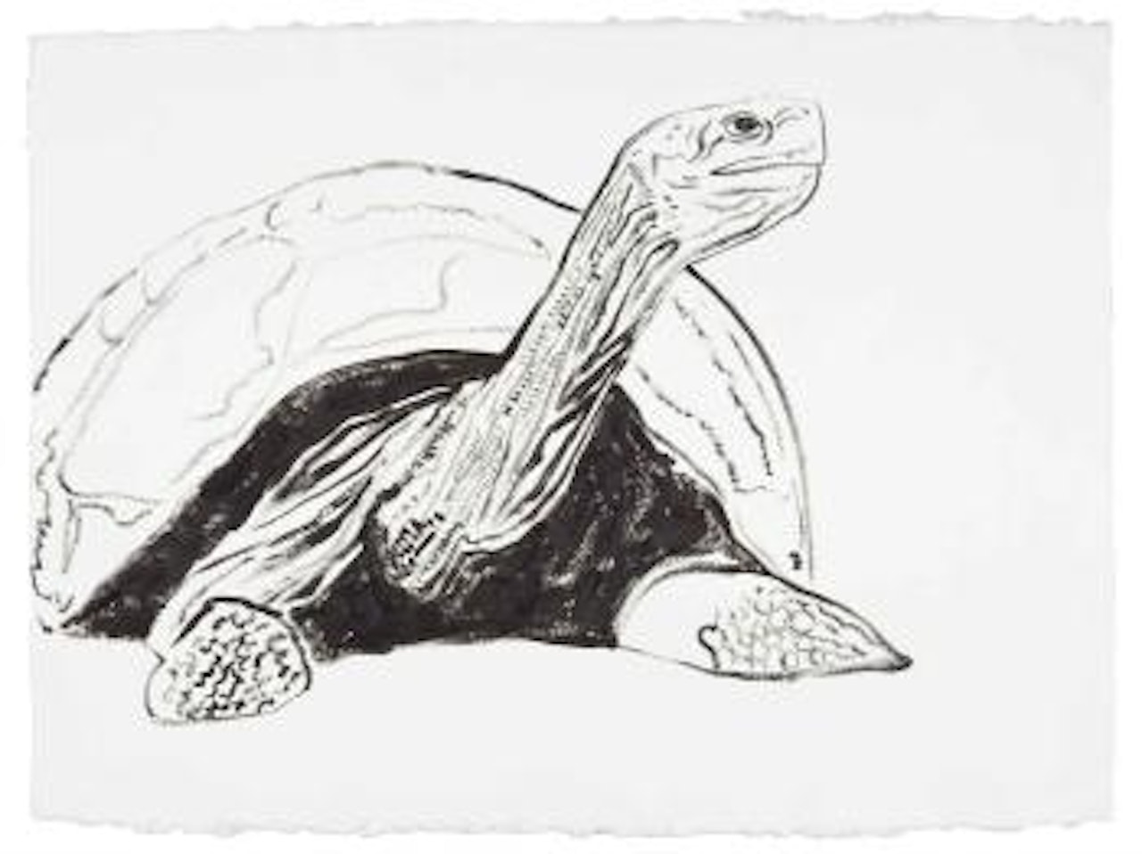 Galapagos Tortoise, from Vanishing Animals by Andy Warhol