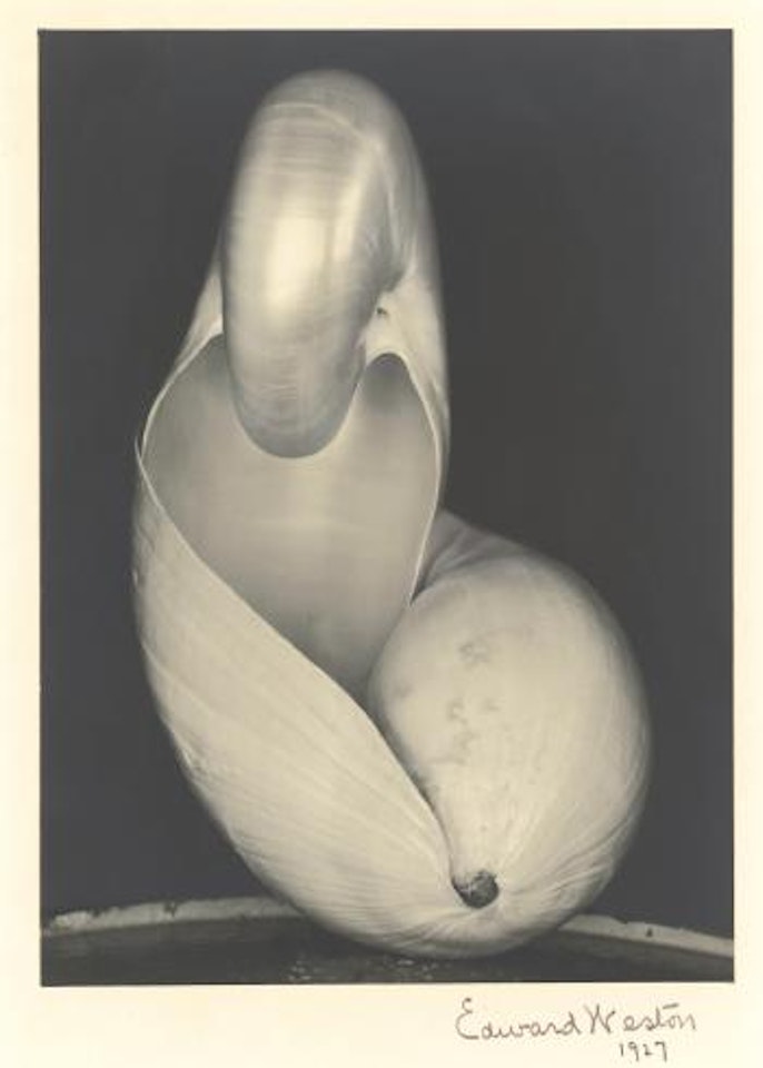 Two Shells by Edward Weston
