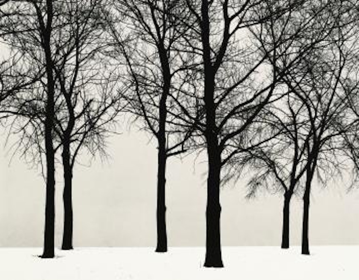Chicago (Trees In Snow) by Harry Callahan