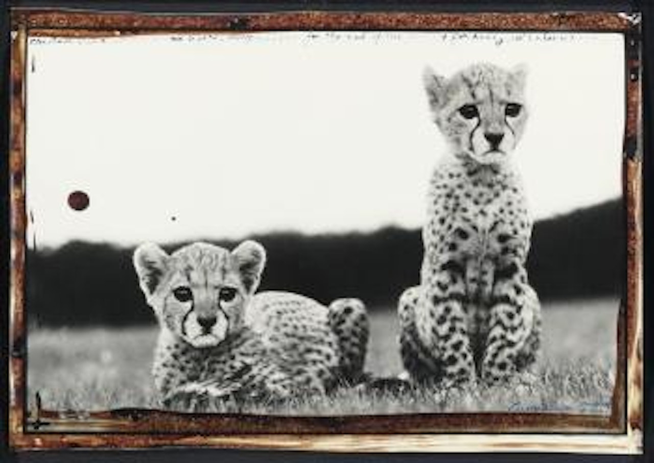 Cheetah Cubs At Mweiga Nr Nyeri, Kenya by Peter Beard