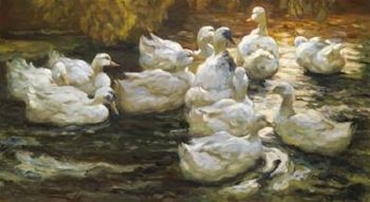 Heimwärts-Enten im Sonnenlicht by Alexander Koester