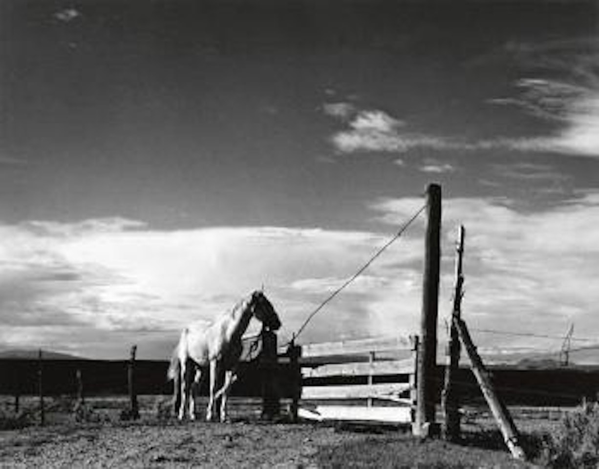 White Horse, Rancho de Taos, New Mexico by Paul Strand