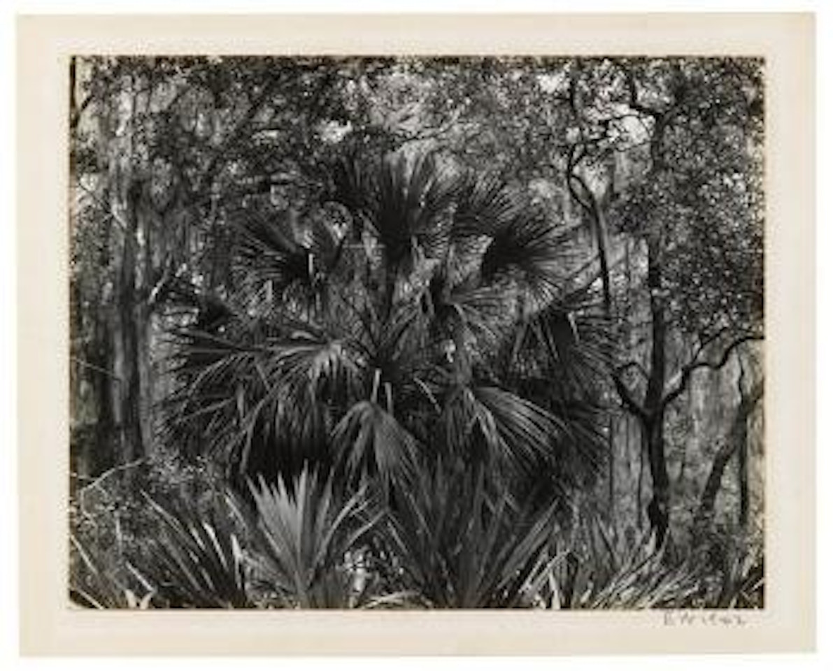 Palm in the jungle by Edward Weston