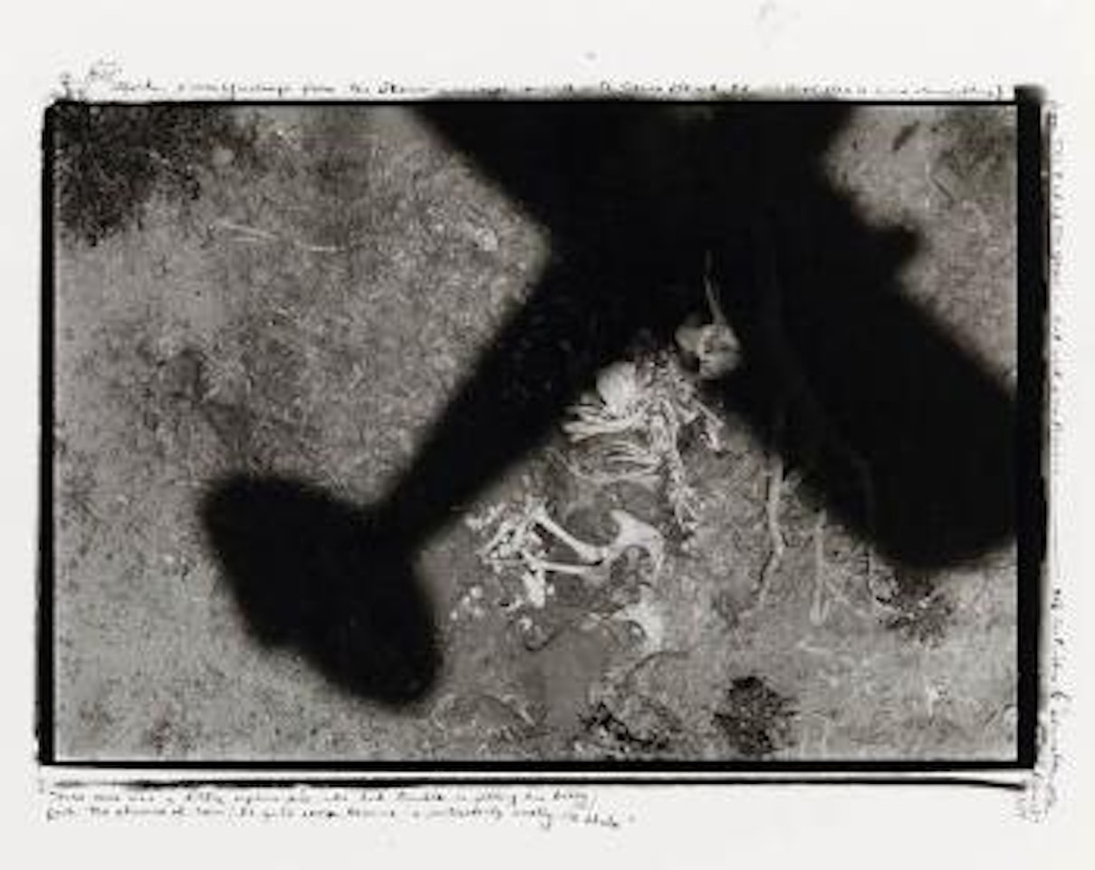 Machine in the Garden, Tsavo National Park by Peter Beard