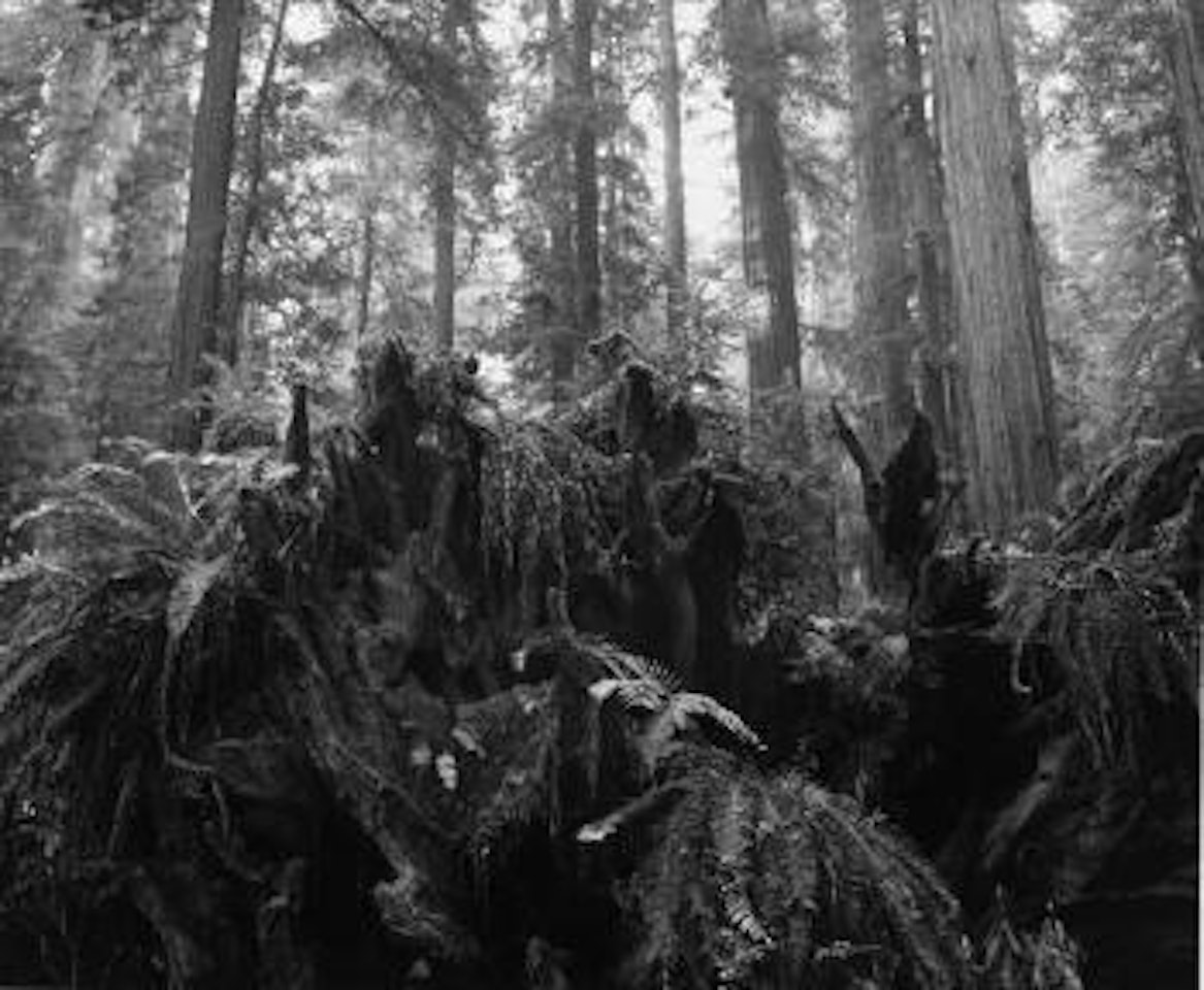 Stump and Ferns, Redwoods, Bull Creek Flat, California by Ansel Adams