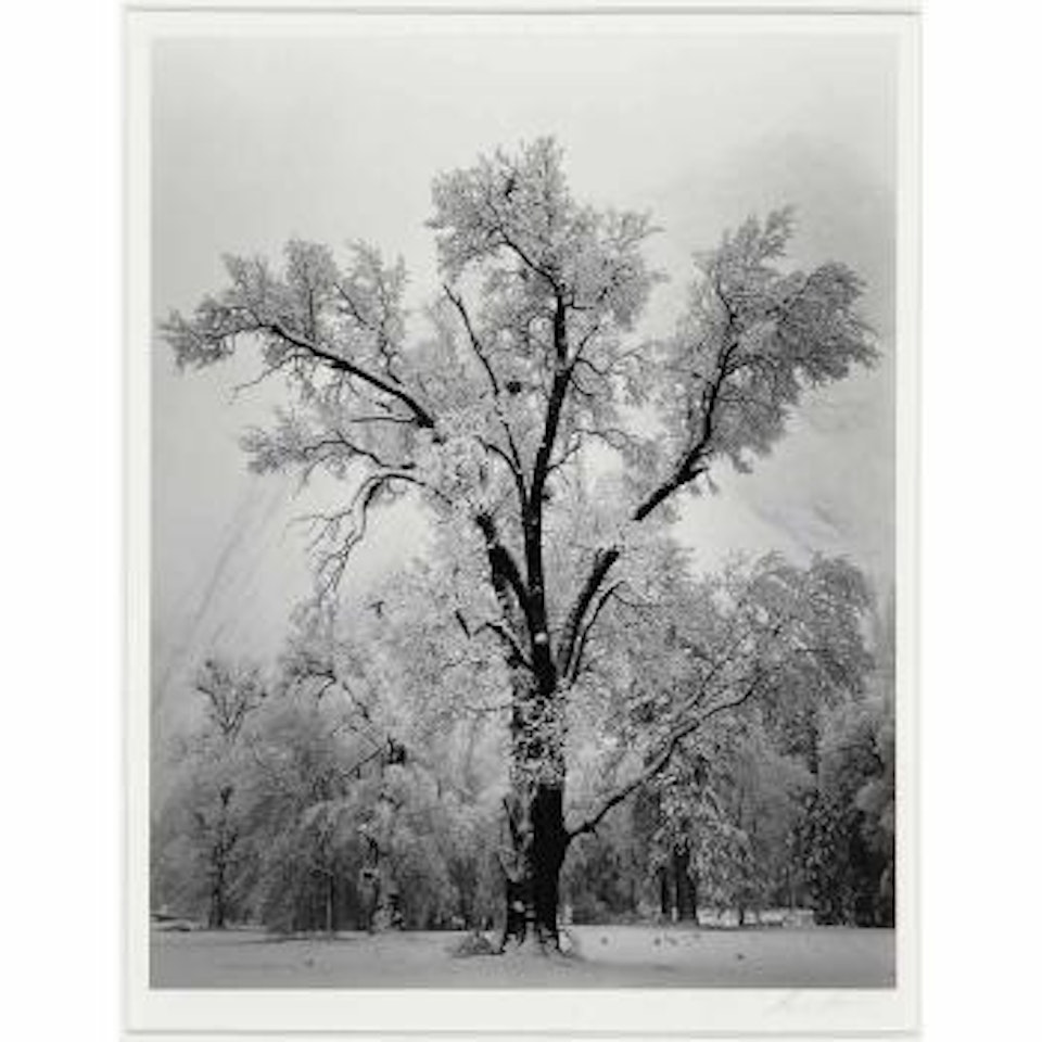 Oak Tree, Snow Storm, Yosemite Valley California by Ansel Adams