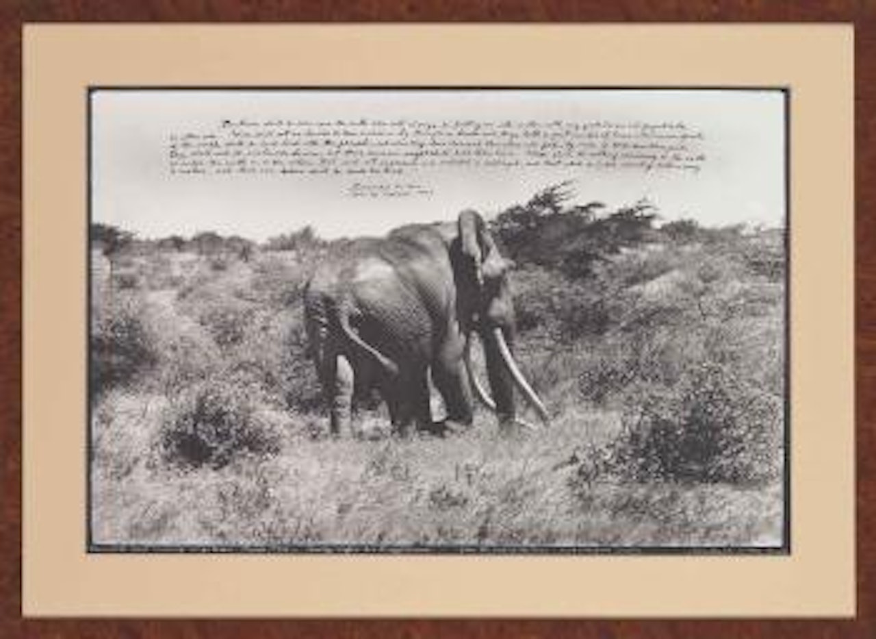Marsabit's last remaining large Tusker, shortly before his disapperance, from the End of the Game/Last Word from Paradise, March 1972 by Peter Beard