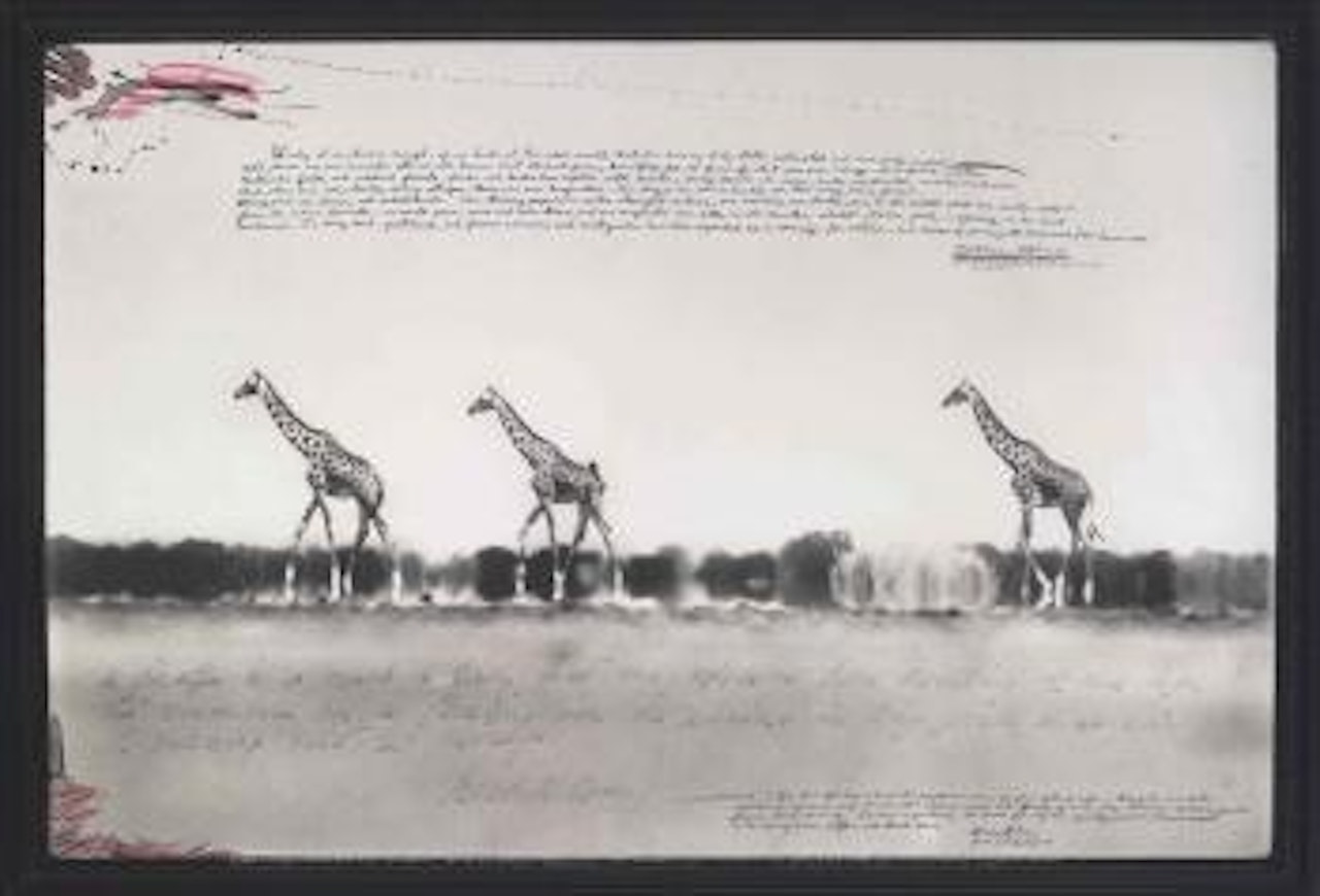 Giraffes in mirage on the Taru Desert, Kenya, for the End of the Game, June 1960 by Peter Beard