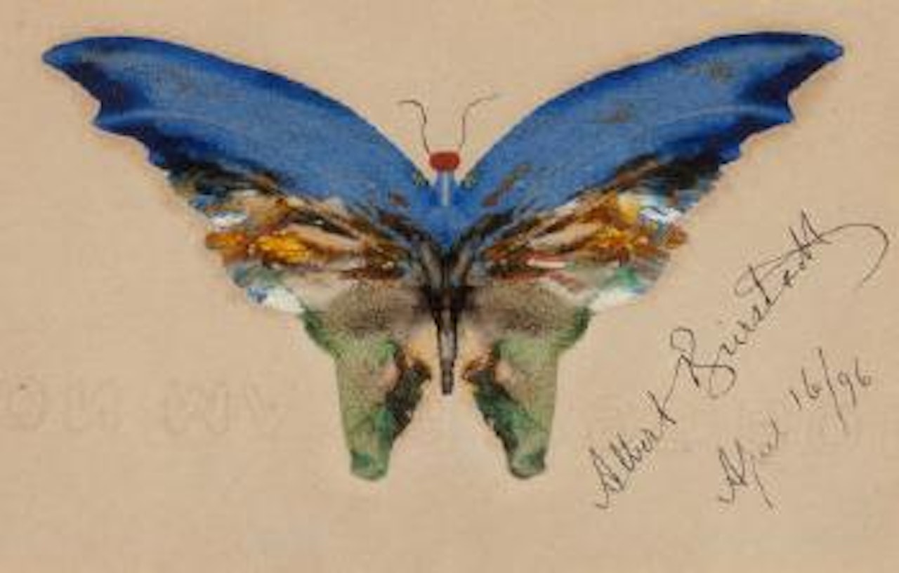 Blue Butterfly by Albert Bierstadt