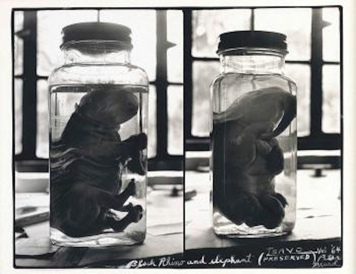 Black rhino & elephant (preserved), Tsavo by Peter Beard