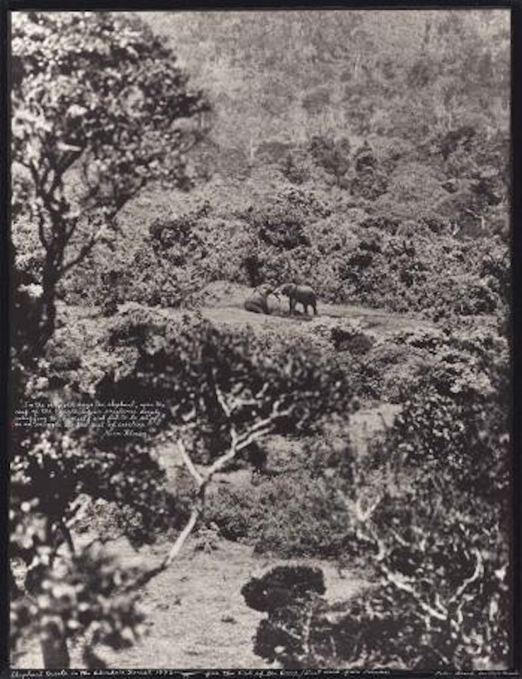 Elephant tussle in the Aberdare Forest, for the End of the Game/Last Word from Paradise by Peter Beard