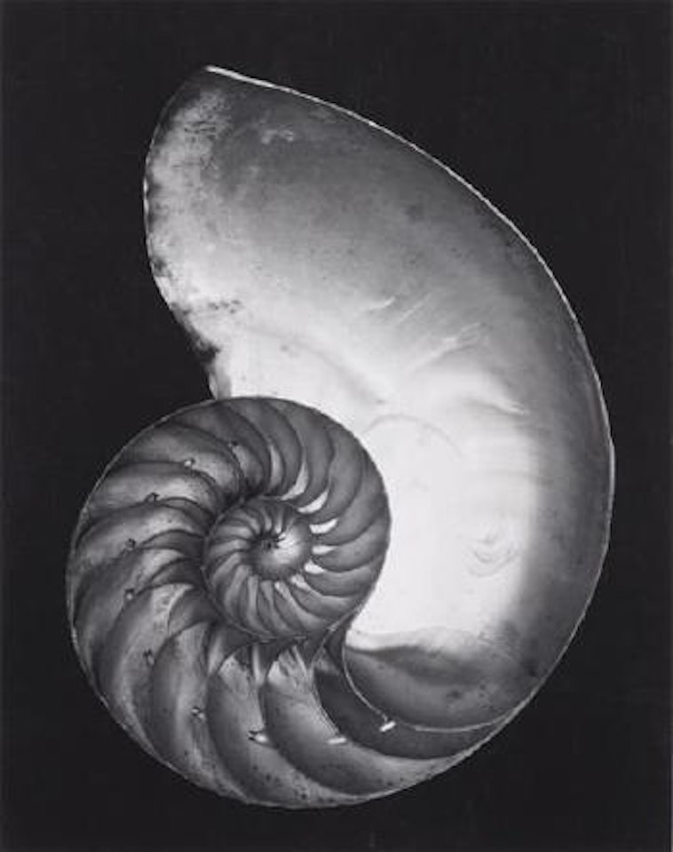 Nautilus Shell (Cross-section) by Edward Weston