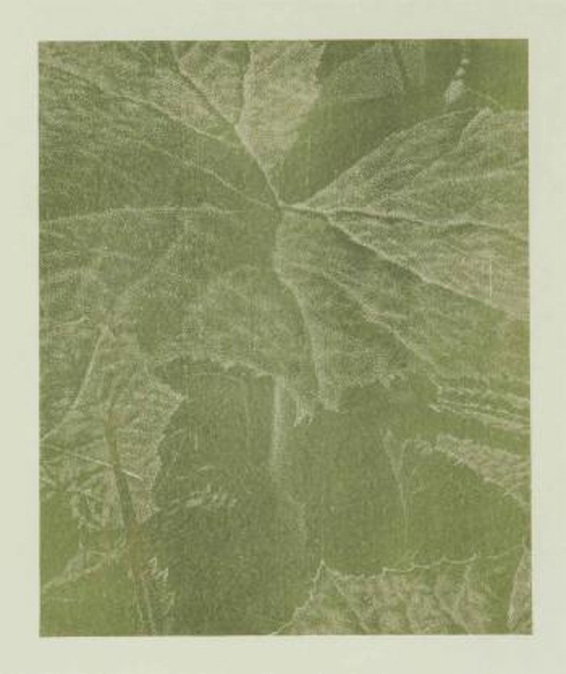 Pestwurz by Franz Gertsch