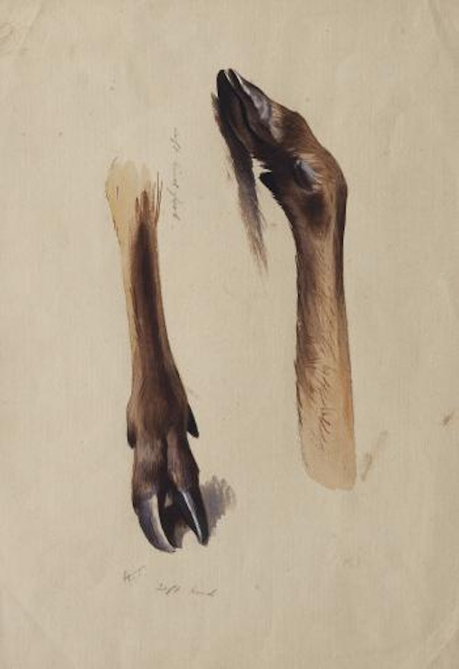 Deer Slots by Archibald Thorburn