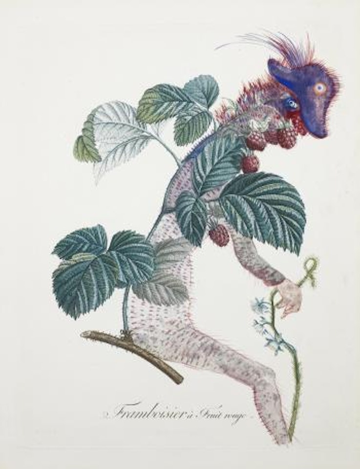 Framboisier (Raspberry Bush) by Salvador Dali