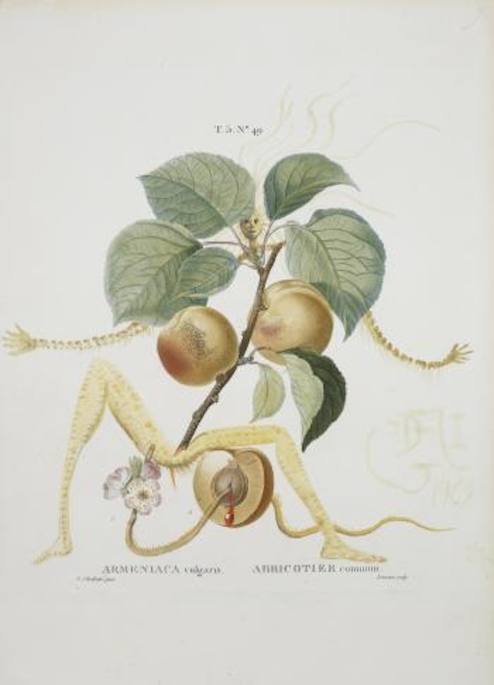 Abricot chevalier (Apricot Knight) by Salvador Dali