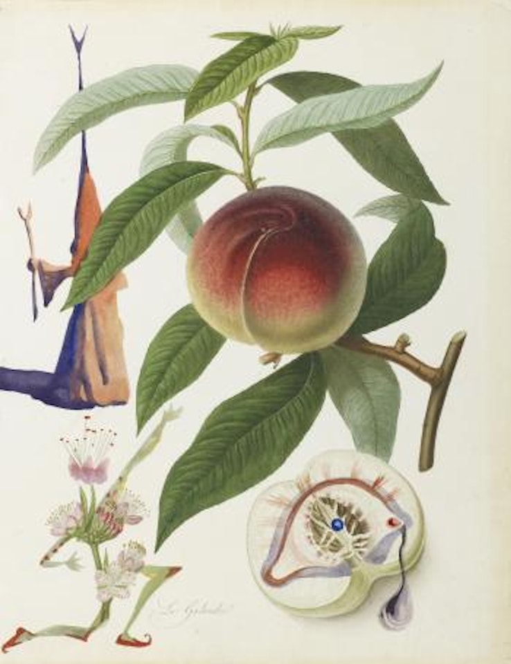 Pêcher pénitent (Penitent Peach) by Salvador Dali