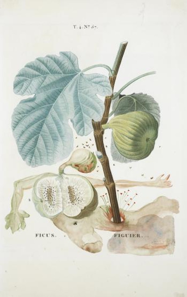 Homme figuier (Fig Man) by Salvador Dali