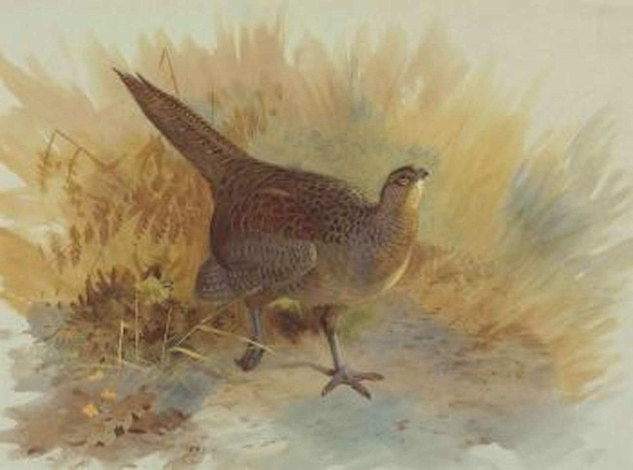 A hen pheasant by Archibald Thorburn