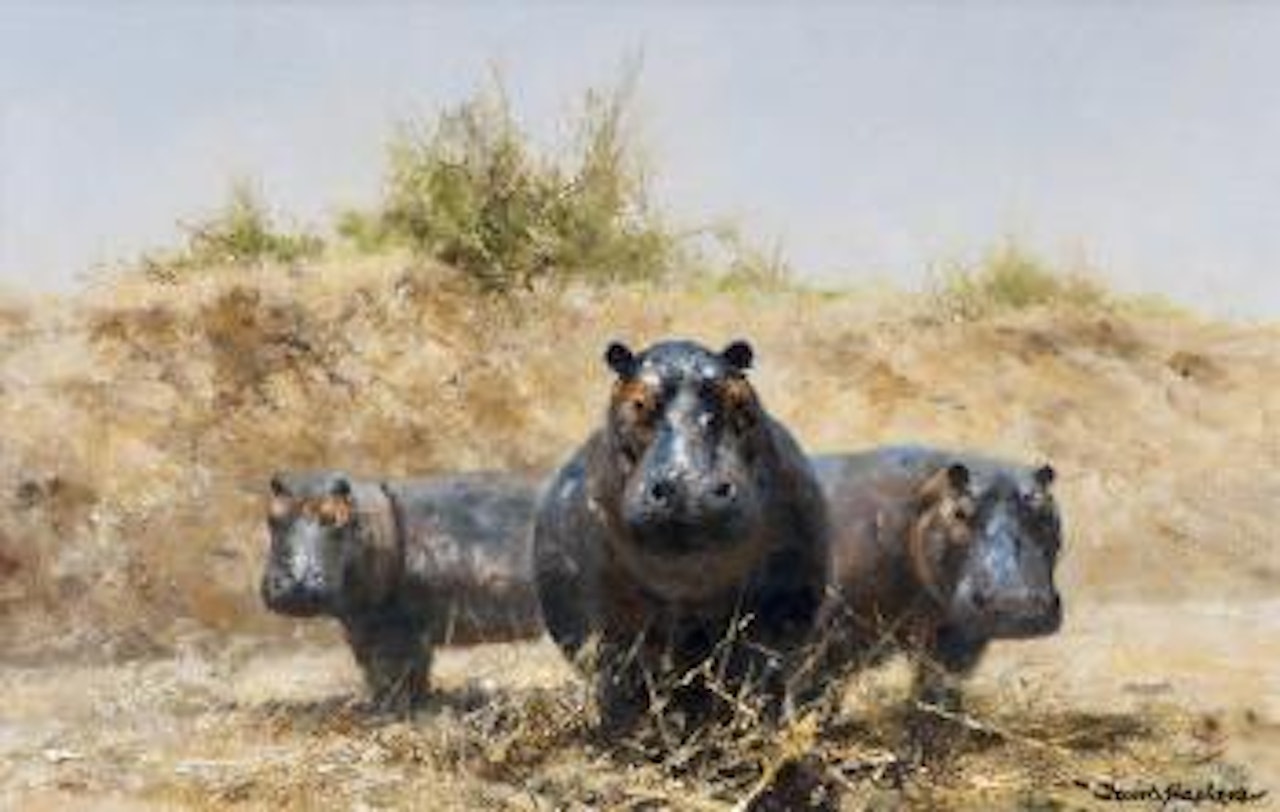 Hippo's by David Shepherd