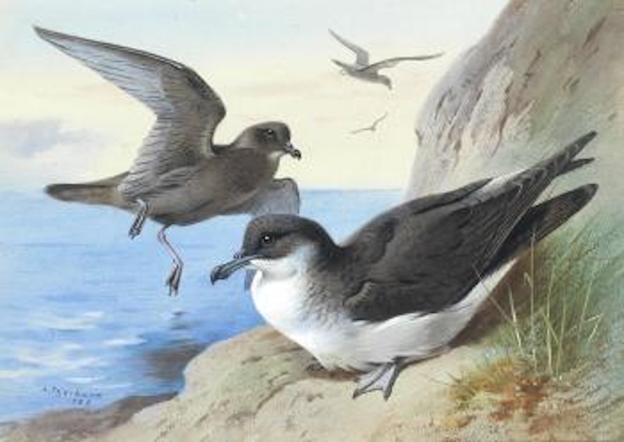 Manx Shearwater by Archibald Thorburn