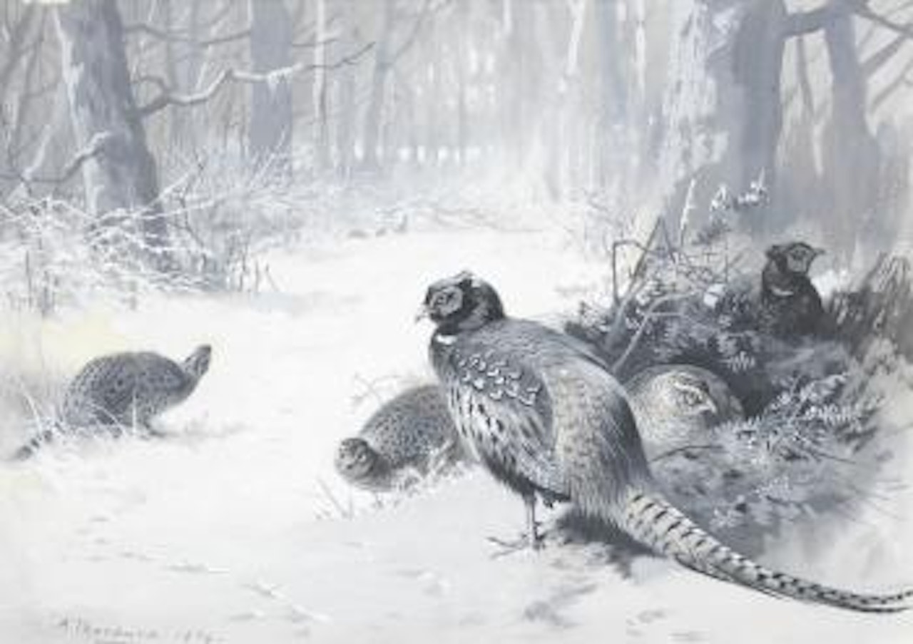 Pheasants in a snowy woodland clearing by Archibald Thorburn
