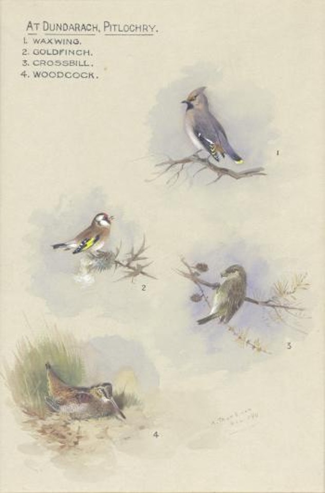 At Dundarach, Pitlochry, study of Waxwing, Goldfinch, Crossbill, Woodcock by Archibald Thorburn