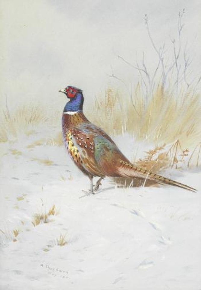 Pheasant in the snow by Archibald Thorburn