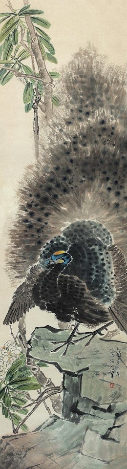 Peacock by Ren Bonian